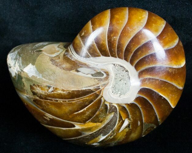 Large Nautilus Fossil - Million Years Old #6411